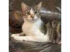 Adopt Sophie a Brown Tabby Domestic Shorthair (short coat) cat in Byron Center