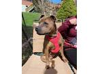Adopt Silvee a Brown/Chocolate Boxer / Staffordshire Bull Terrier / Mixed dog in
