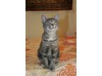 Adopt Mindy a Gray, Blue or Silver Tabby Domestic Shorthair (short coat) cat in