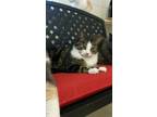 Adopt Mork a Brown Tabby Domestic Mediumhair (medium coat) cat in Bryson City