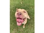 Adopt Tyson a Tan/Yellow/Fawn American Pit Bull Terrier / Mixed dog in