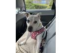 Adopt Kayla a White Jack Russell Terrier / American Pit Bull Terrier / Mixed dog