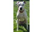 Adopt Hawk - Courtesy Post a White - with Black Pointer / Mixed dog in Oswego