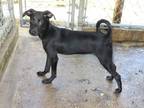 Adopt MARY-KATE OLSEN a Black Manchester Terrier / Labrador Retriever / Mixed