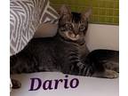 Adopt Dario a Brown Tabby Domestic Shorthair (short coat) cat in Monrovia