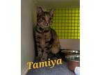 Adopt Tamiya a Tortoiseshell Calico (short coat) cat in Monrovia, CA (32878142)