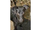 Adopt ASHLEY OLSEN a Black Manchester Terrier / Labrador Retriever / Mixed dog
