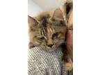 Adopt Danni a Tan or Fawn (Mostly) Maine Coon (medium coat) cat in Mobile