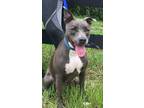 Adopt LIZZIE a Gray/Silver/Salt & Pepper - with White American Pit Bull Terrier