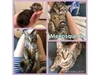 Adopt Meepsqueak a Brown Tabby Domestic Shorthair (short coat) cat in