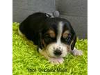 Beagle Puppy for sale in Earlville, IL, USA