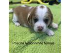 Beagle Puppy for sale in Earlville, IL, USA