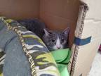 Adopt Maddie a Gray, Blue or Silver Tabby Domestic Shorthair cat in Thornburg