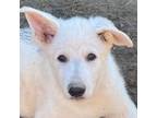 German Shepherd Dog Puppy for sale in Chippewa Falls, WI, USA