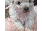 Poodle (Toy) Puppy for sale in Pico Rivera, CA, USA