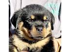 Rottweiler Puppy for sale in Liberty, MS, USA