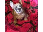 French Bulldog Puppy for sale in San Antonio, TX, USA