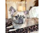 Fluffy Frenchie Fawn Female
