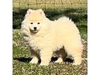 Onyxs White Pup