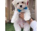 Maltese Puppy for sale in New Port Richey, FL, USA