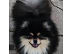 Pomeranian Puppy for sale in Weirsdale, FL, USA