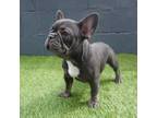 French Bulldog Puppy for sale in Los Angeles, CA, USA