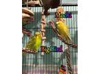 Adopt Big Bird and Mochi a Budgie / Budgerigar