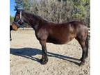 Registered Friesian mare