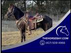 Registered Black Paso Fino Gelding - Available on [url removed]