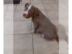 American Bully PUPPY FOR SALE ADN-739605 - American Bully Puppies