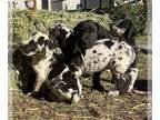 Great Dane PUPPY FOR SALE ADN-739313 - Great Danes Merles Black and Harlequin