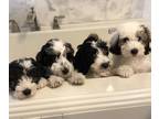 Sheepadoodle PUPPY FOR SALE ADN-739309 - Sheepadoodle Puppies