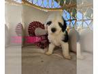 Sheepadoodle PUPPY FOR SALE ADN-739636 - F1B Reverse Sheepadoodle Puppies