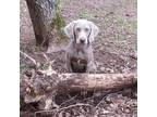 Weimaraner Puppy for sale in Somerset, KY, USA