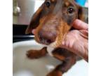 Dachshund Puppy for sale in Tuscaloosa, AL, USA