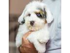 Mutt Puppy for sale in Baton Rouge, LA, USA