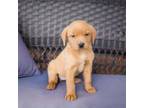 Labrador Retriever Puppy for sale in Millersburg, PA, USA