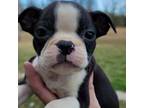 Boston Terrier Puppy for sale in Otisville, MI, USA