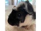 Zorro, Guinea Pig For Adoption In Fort Collins, Colorado
