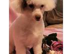 Poodle (Toy) Puppy for sale in Tallahassee, FL, USA