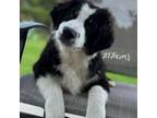Australian Shepherd Puppy for sale in Huntington, TX, USA