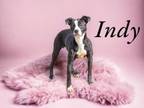 Adopt Indy a Terrier, Mixed Breed