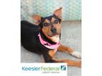 Adopt Betsy a Terrier