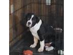Alapaha Blue Blood Bulldog Puppy for sale in New Oxford, PA, USA