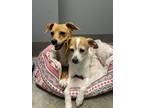 Adopt Rehoming Pair a Chiweenie, Feist