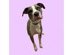 Adopt Kat a Catahoula Leopard Dog, Pit Bull Terrier