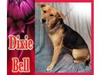 Adopt Dixie Bell a Hound, Beagle