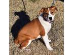 Adopt Belle a Mixed Breed