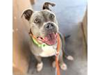 Adopt EMILY a Pit Bull Terrier