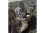 Adopt SALLY (Courtesy Listing) a Dilute Tortoiseshell